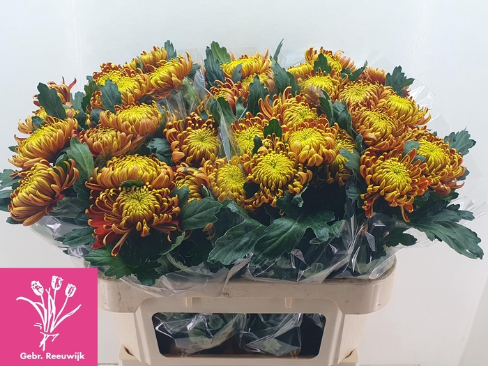 <h4>CHR G FUEGO</h4>