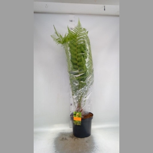 Dicksonia antarctica
