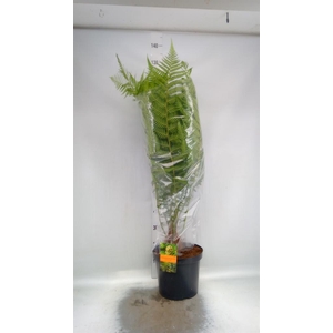 Dicksonia antarctica