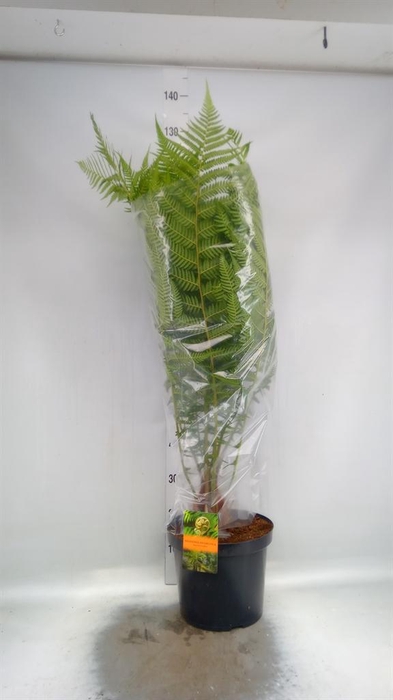 <h4>Dicksonia antarctica</h4>