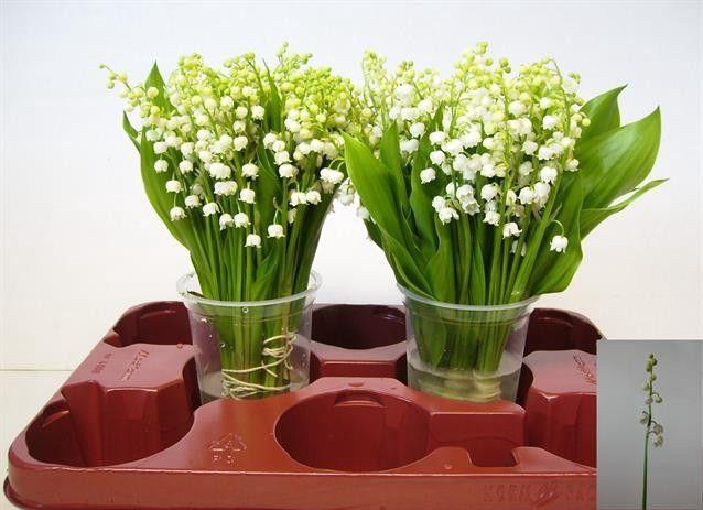 <h4>CONVALLARIA P ST</h4>