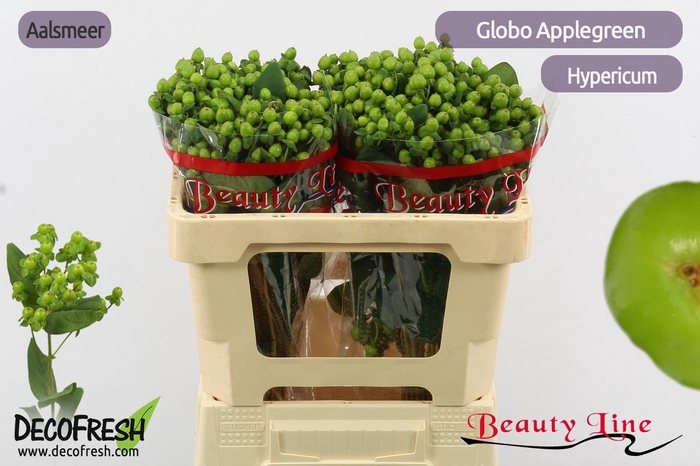 <h4>HYP GLOBO APPLEGREEN</h4>