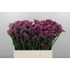 Limonium sinuatum Rosa Sun Birds