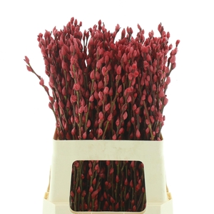 SALIX  SN FLA KLB H%