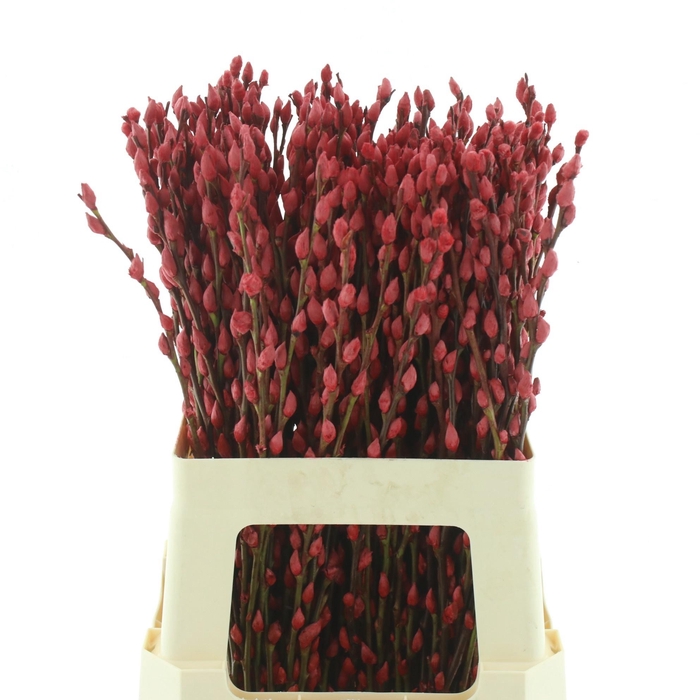 <h4>SALIX SN FLA KLB H%</h4>
