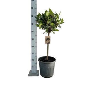 LAU NOBILIS