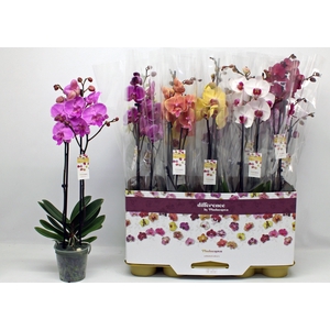 PHAL GEM 10 KL