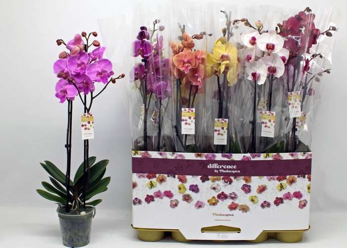 <h4>PHAL GEM 10 KL</h4>