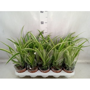 Chlorophytum com.