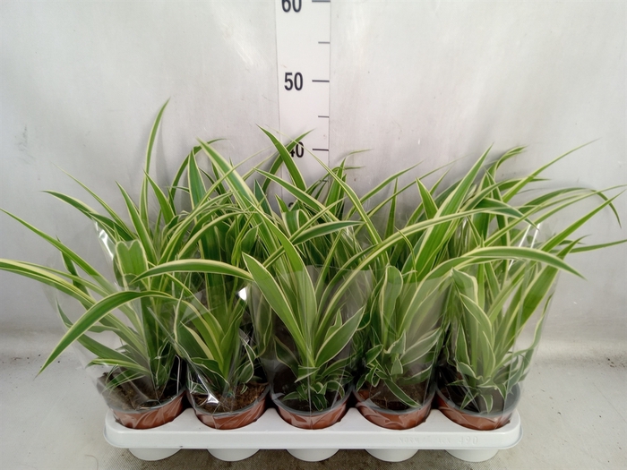 Chlorophytum com.