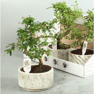 BONSAI GEM