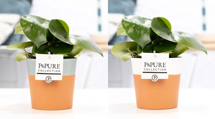 <h4>Peperomia Raindrop in P&PURE Terra Cotta 4 ass.2</h4>