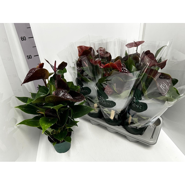 <h4>Anthurium Andreanum Essencia 14Ø 50cm 5fl</h4>