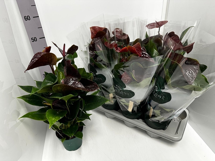 Anthurium Andreanum Essencia 14Ø 50cm 5fl