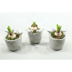 2075 Hyac Vogelpotje