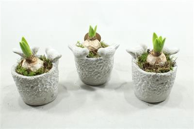 <h4>6033 HYAC VOGELPOTJE</h4>