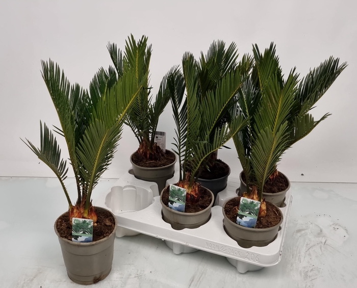 <h4>CYCAS REVOLUTA</h4>