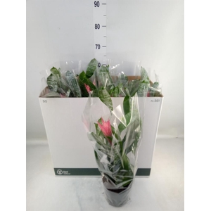 Aechmea fasciata 'Primera'