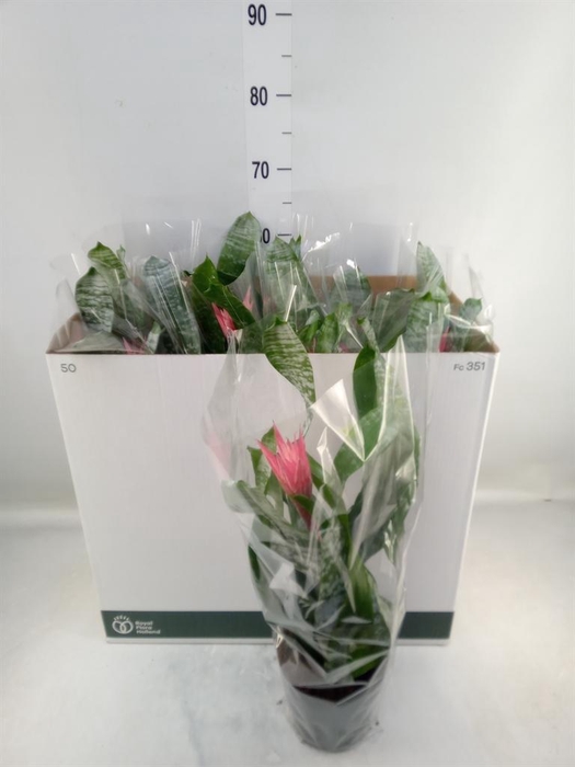 <h4>Aechmea fasciata 'Primera'</h4>