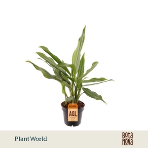 Aglaonema White Lance