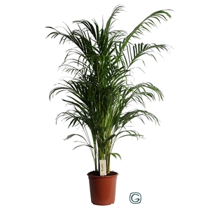 Dypsis Lutescens (Areca) P24 150