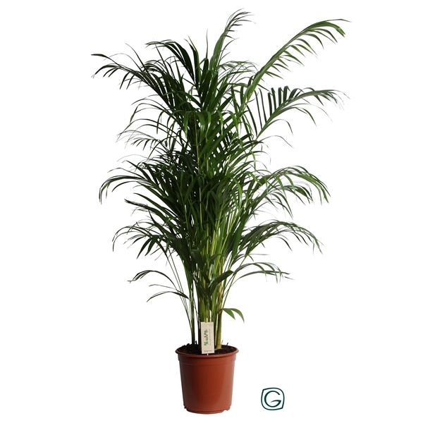 <h4>Dypsis Lutescens (Areca) P24 150</h4>