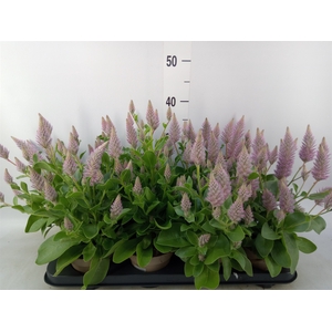 Ptilotus exaltatus 'Joey'