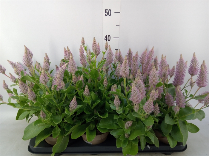 <h4>Ptilotus exaltatus 'Joey'</h4>