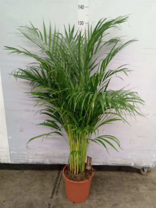 <h4>Dypsis lutescens   ...Chrysalidoca</h4>