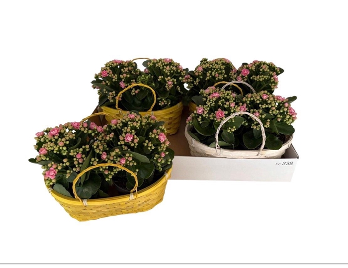 <h4>KAL GE PERFECTA PINK</h4>