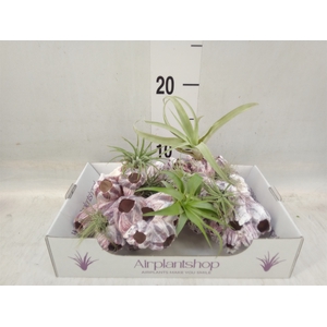 Tillandsia