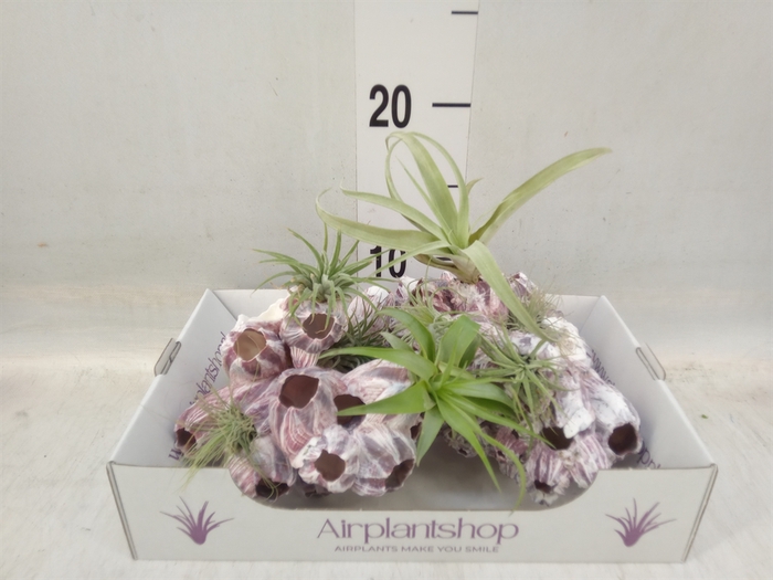 <h4>Tillandsia</h4>