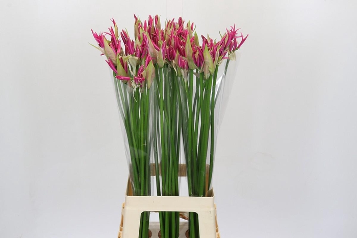 <h4>Nerine Alexandra</h4>