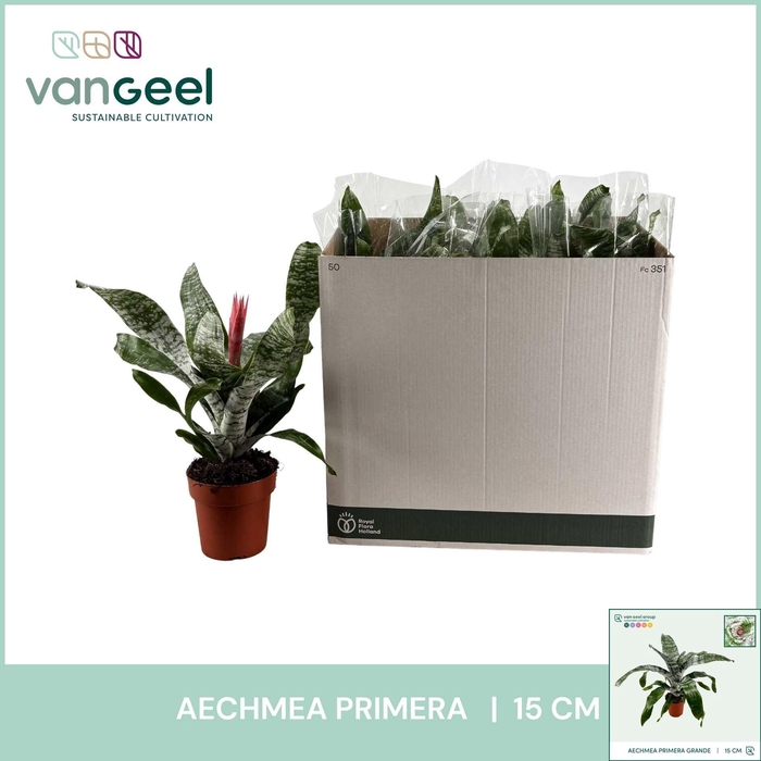 <h4>AECH FAS PRIMERA</h4>