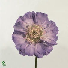 Scabiosa C Clive Greaves