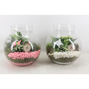 arr2 PL - Glas bol nek XL - roze/wit