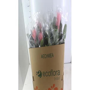 AECHMEA FASCIATA P17