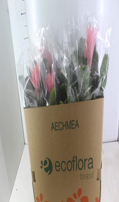 <h4>AECHMEA FASCIATA P17</h4>