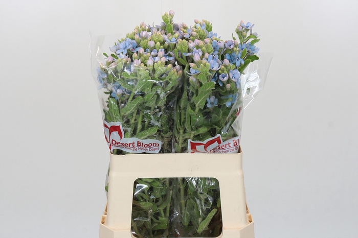 <h4>Oxypetalum Tweedia Blue</h4>