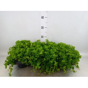 Peperomia rotundifolia