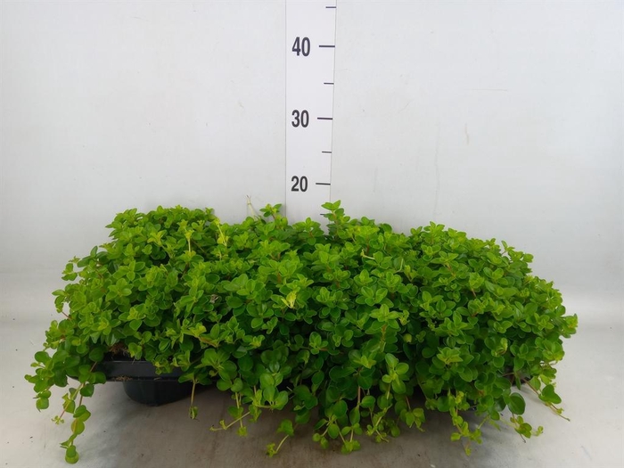 <h4>Peperomia rotundifolia</h4>
