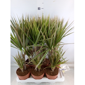 Dracaena marg. 'Bicolor'