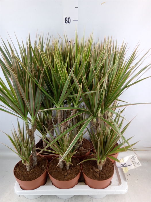 <h4>Dracaena marg. 'Bicolor'</h4>