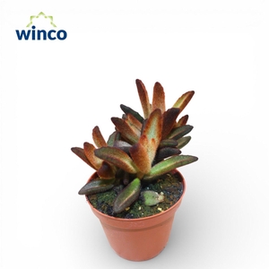 Kalanchoe Chocolate Soldier