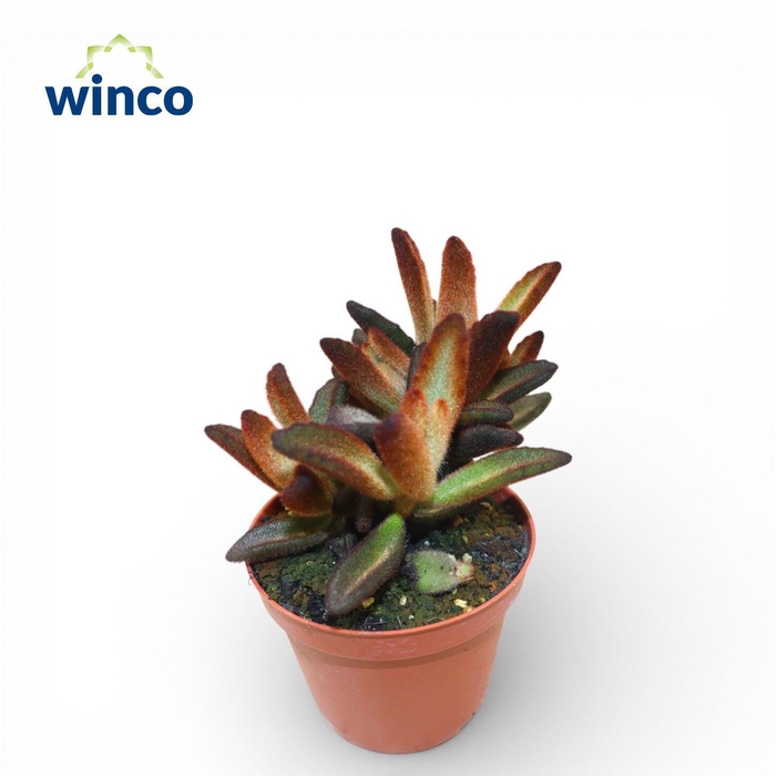 <h4>Kalanchoe Chocolate Soldier</h4>