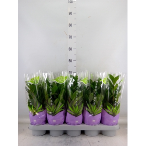 Zamioculcas zamiifolia