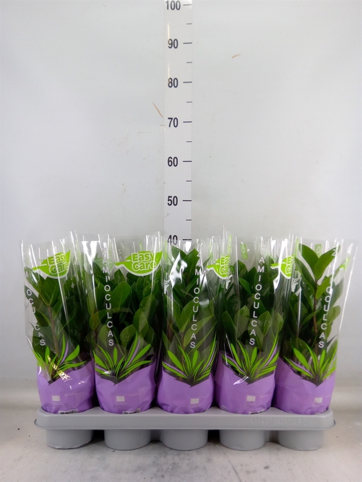 <h4>Zamioculcas zamiifolia</h4>