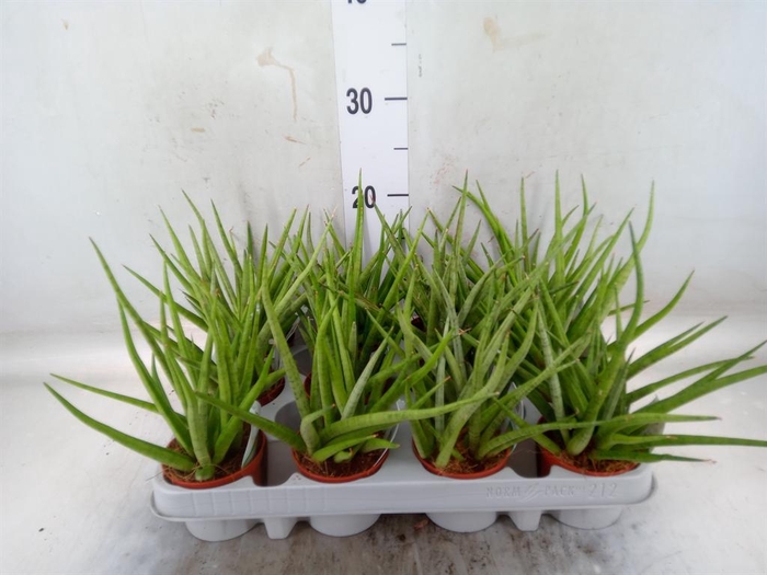 <h4>Sansevieria   ...</h4>