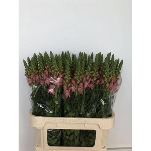 Antir Avignon Pink