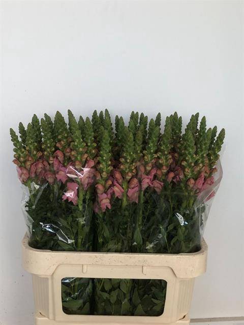 <h4>Antir Avignon Pink</h4>